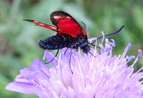 Zygaena transalpina